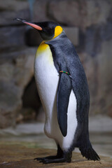 King penguin (Aptenodytes patagonicus).