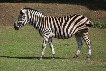 Obraz na płótnie Canvas Chapman's zebra (Equus quagga chapmani).