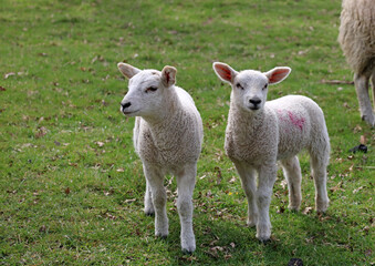 Naklejka na ściany i meble Twin lambs, Derbyshire England 