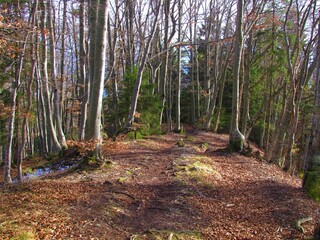 Path running throug beech and spruce forest with sun shining on the forest floor in Slovenia