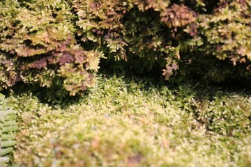 moss on the stone