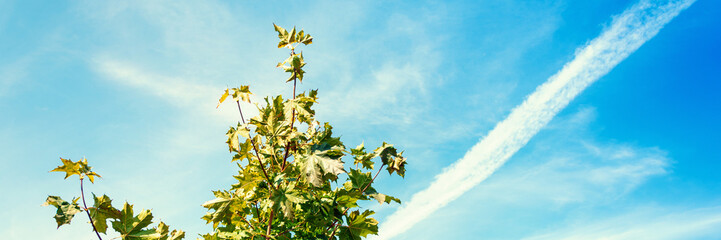 green tree on blue sky background panorama