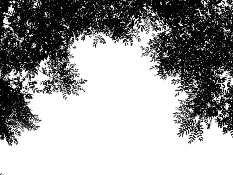 silhouette leaf of Barbados Pride tree ( Caesalpinia pulcherrima (L.) Sw. ), isolated on white background