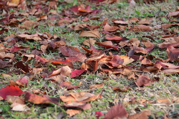 桜木町汽車道８