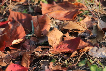 桜木町汽車道７