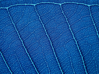 close up blue leaf texture