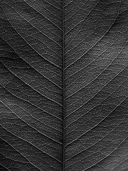 black and white leaf texture