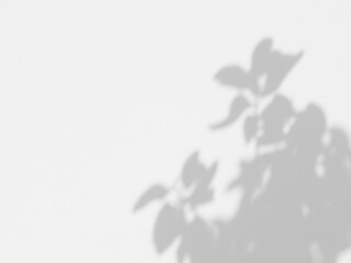 abstract shadow leaf on white wall background