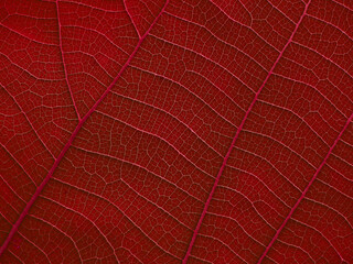 vein of red leaf texture, natural background