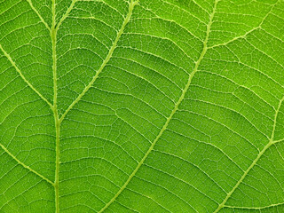 close up green teak leaf texture