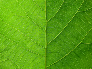 Fototapeta na wymiar close up green teak leaf texture