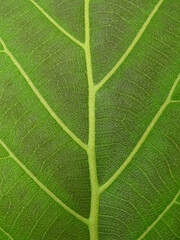 young green teak leaf texture