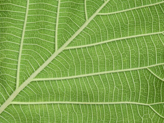 close up green teak leaf texture