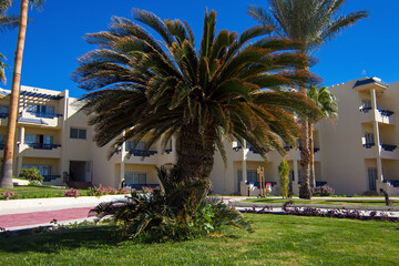 Fototapeta premium Luxury tropical resort with green palms on Red Sea coast in Sharm el Sheikh, South Sinai, Egypt, Africa. Sunny day at Sharks Bay. Tourism and travel. Vacation and relax.