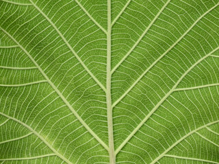close up green teak leaf texture