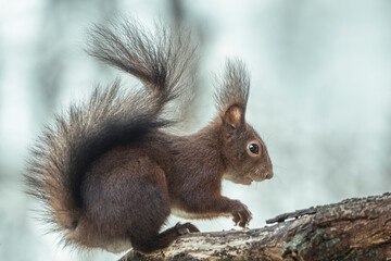 Naklejka na ściany i meble Eichhörnchen auf Ast im Profil