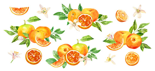 Watercolor hand painted citrus orange grape fruits, flowers and leaves. Watercolor hand drawn illustration isolated on white background, aromatherapy, essential oils