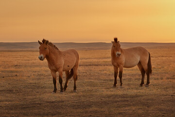 przewalski 's horses