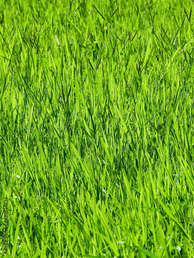 Canvas Prints green grass in meadow background, blade of grass with sunlight at morning