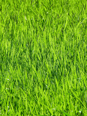 green grass in meadow background, blade of grass with sunlight at morning