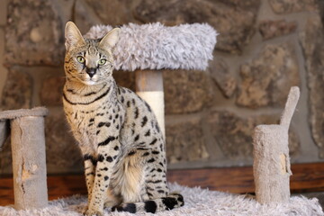 Incredible Savannah Cat that almost looks like a serval