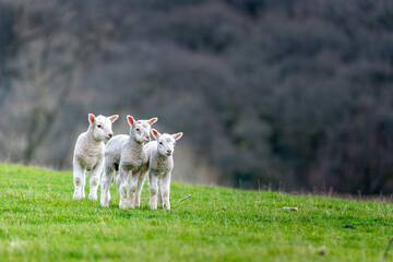 three lovely lambs on the field