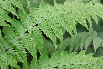 fern leaf background