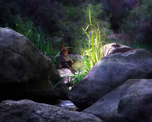 Abstract and magical image of irish Lepricone sitting on the rock in the night forest. Fairy tale concept