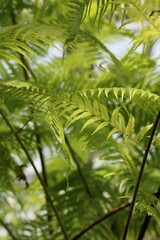 green leaves of palm