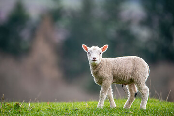 lamb in the meadow