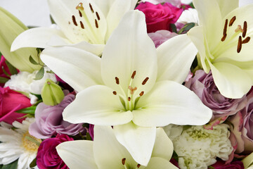 Fototapeta premium Composition with beautiful blooming lily flowers on white background , macro 