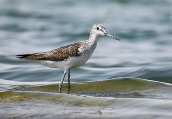 Common greenshank walking in waves