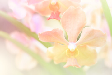 Fototapeta na wymiar beautiful orchid flower background