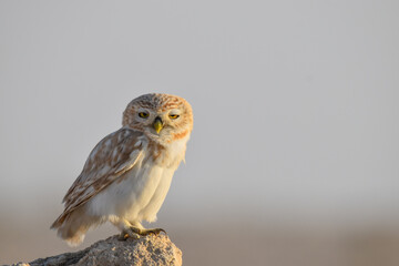 Asleep little owl in the desert