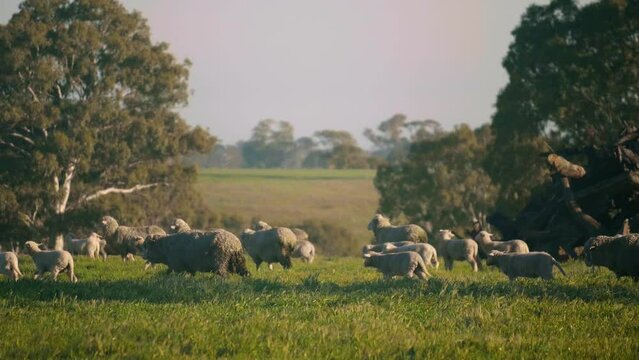 Purebred Corriedale Sheep herd and its lamb offspring grazing in green pasture lands, Australian countryside