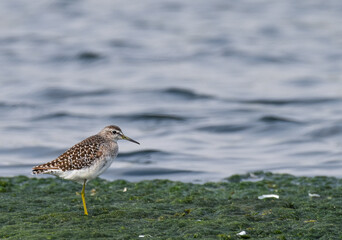 Wood sandpiper floating on the lake