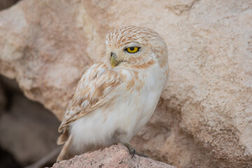 Little owl close up