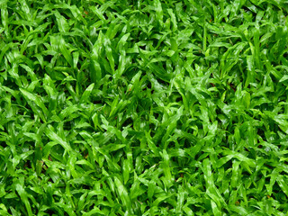 Fototapeta na wymiar wet green grass on the lawn after rain