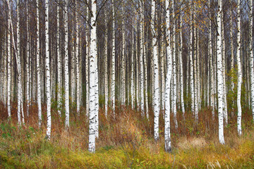 Birch forest