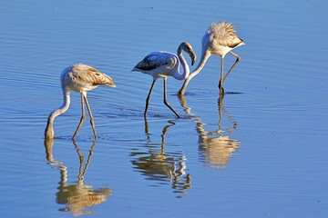 flamant rose dans les landes

