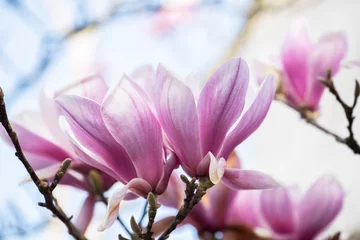 Foto op Canvas Spring Japanese magnolia tree blossom. Spain Cantabria. © galiyahassan
