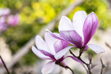 Springtime flowers, magnolia tree blossom.