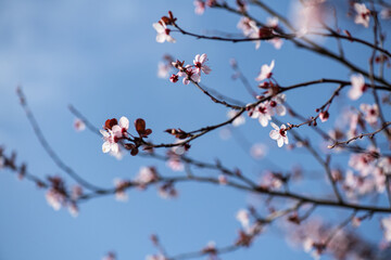 Beautiful cherry blossom tree branches and blue sky.