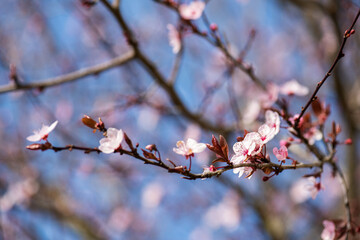 Closeup of spring blossom tree branch.