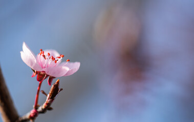 Fototapeta premium Closeup of cherry blossom flower background. Copy space.