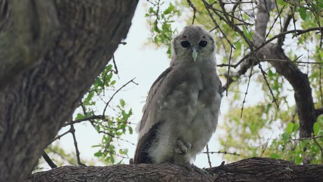 Verreaux Eagle Owl sitting on a branch staring straight at the camera in Khwai Botswana Southern Africa - Full frontal fixed shot