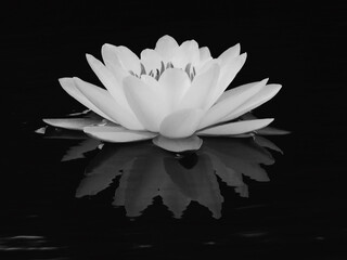 black and white lotus with water reflection