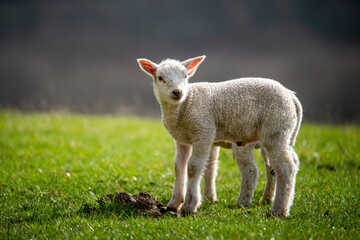 Obraz premium lamb on grass