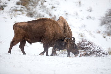 Bulls fighting in the snow. European bison (Bison bonasus) also known as the wisent or zubr.