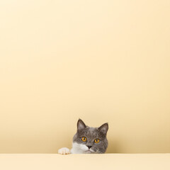 A cute gray cat on a yellow background, peeking out. A blank, copy space.